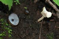 Helvella crispa image