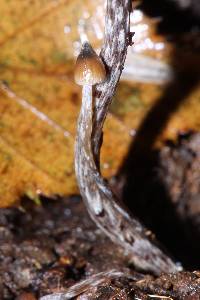 Psilocybe neoxalapensis image