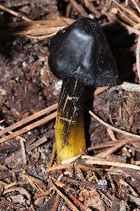 Hygrocybe conica image