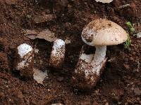 Amanita fallax image