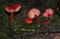 Hygrocybe coccinea image