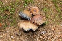 Psilocybe muliercula image