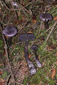 Cortinarius violaceus image