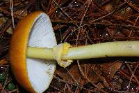 Amanita flavoconia image