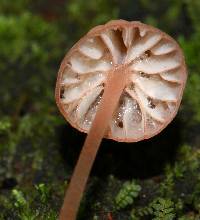 Mycena singeri image