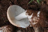 Amanita fallax image