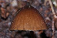 Psilocybe neoxalapensis image