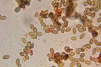 Psilocybe zapotecorum image