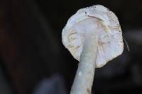 Amanita bisporigera image