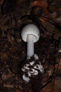 Amanita bisporigera image