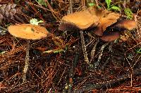 Psilocybe zapotecorum image