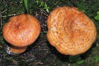 Lactarius salmonicolor image