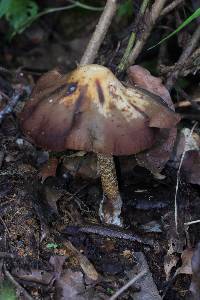 Psilocybe zapotecorum image