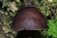 Psilocybe neoxalapensis image