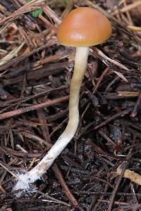 Psilocybe aztecorum image