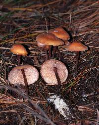 Image of Marasmius semihirtipes