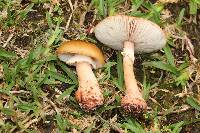 Amanita rubescens image