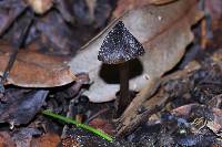 Entoloma luteum image