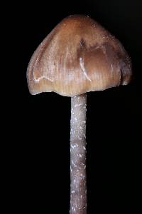 Tephrocybe boudieri image