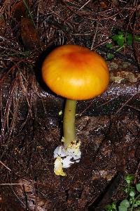 Amanita flavoconia image