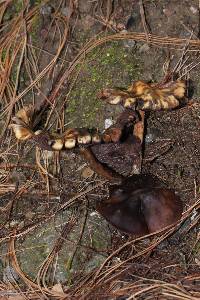 Psilocybe muliercula image