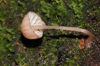 Mycena singeri image