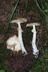 Amanita pantherina image