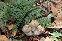 Lycoperdon perlatum image