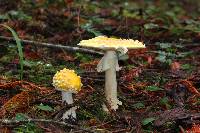 Amanita muscaria subsp. flavivolvata image