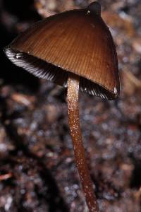 Psilocybe neoxalapensis image