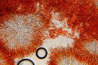 Spathulariopsis velutipes image