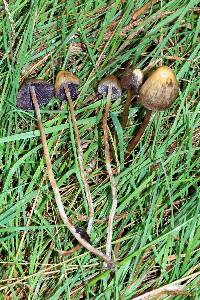 Psilocybe semilanceata image