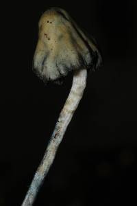 Psilocybe semilanceata image