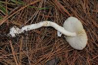 Amanita xylinivolva image