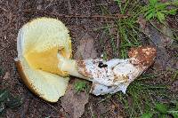 Amanita yema image