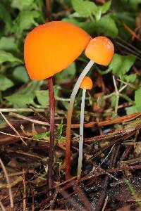 Marasmius spegazzinii image