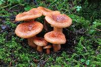 Lactarius salmonicolor image