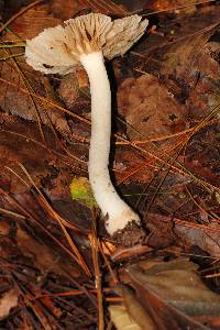 Amanita farinosa image