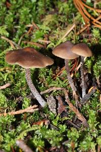 Tephrocybe boudieri image