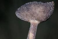 Helvella macropus image