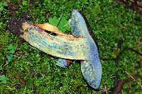 Boletus subvelutipes image