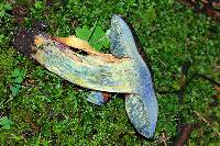 Boletus subvelutipes image