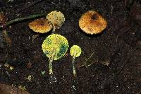 Lepiota trichroma image