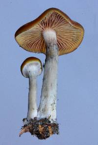 Psilocybe cyanescens image