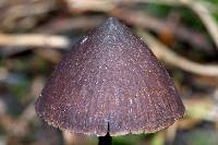 Psilocybe fagicola image