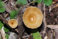 Lentinus strigellus image