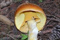 Amanita yema image