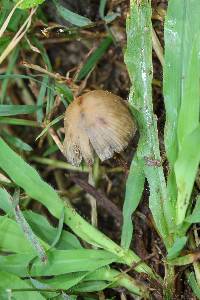 Psilocybe mexicana image