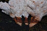 Abortiporus biennis image