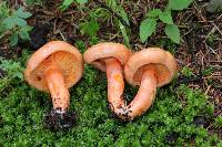 Lactarius salmonicolor image